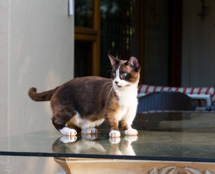 A munchkin cat with a unique name walks on a a glass table top in the garden.