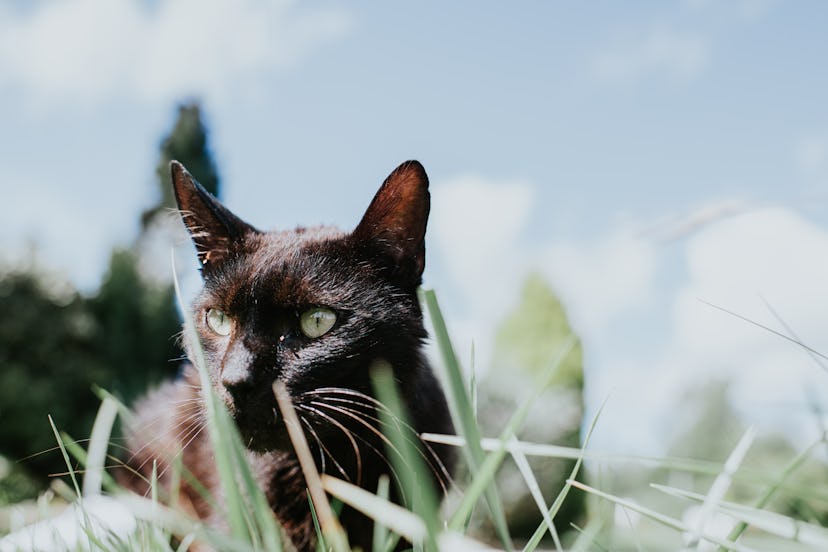 A close up of a black cat with a unique nature-inspired name lays in grass outside. 