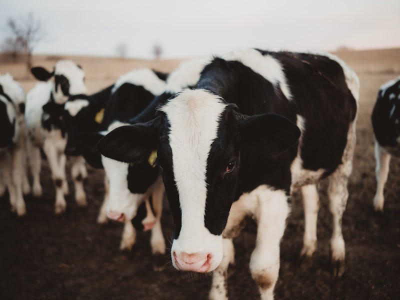 Close up of face of a cow