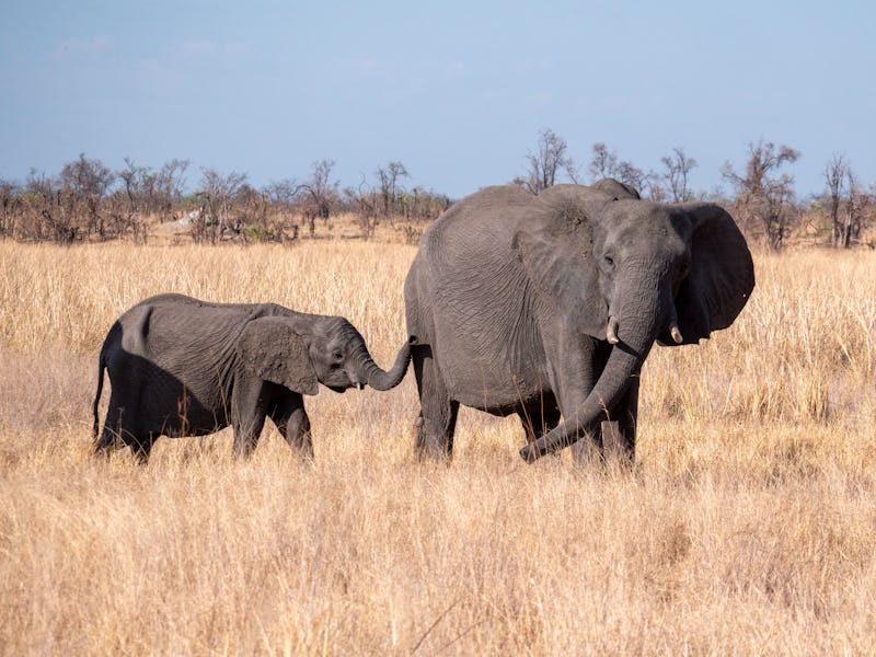 a young, baby African elephant (Loxodonta Africana) in Hwange National Park in search for water at t...