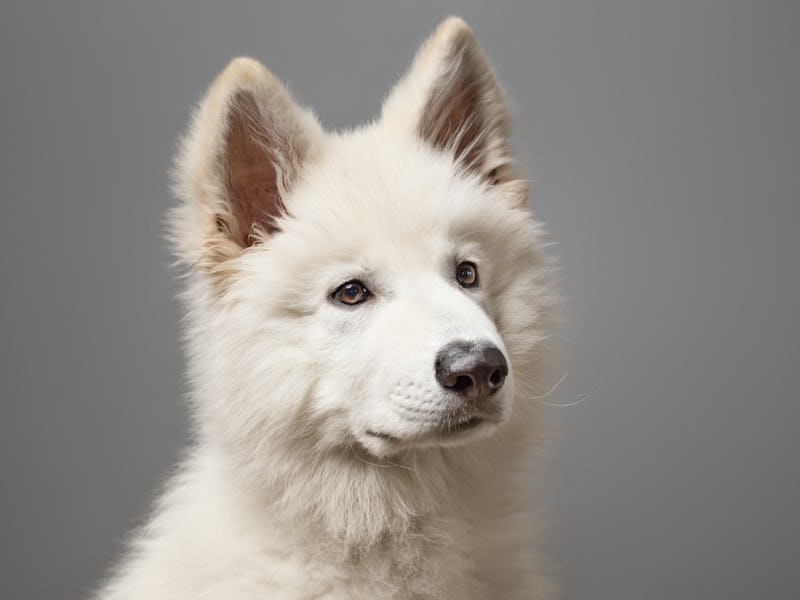 Young White Swiss Shepherd Dog portrait on grey background. This file is cleaned and retouched.