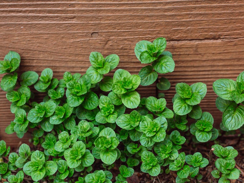 Mint plant growing outdoors in herbal garden. Herb concept for herbal medicine for indigestion, spea...