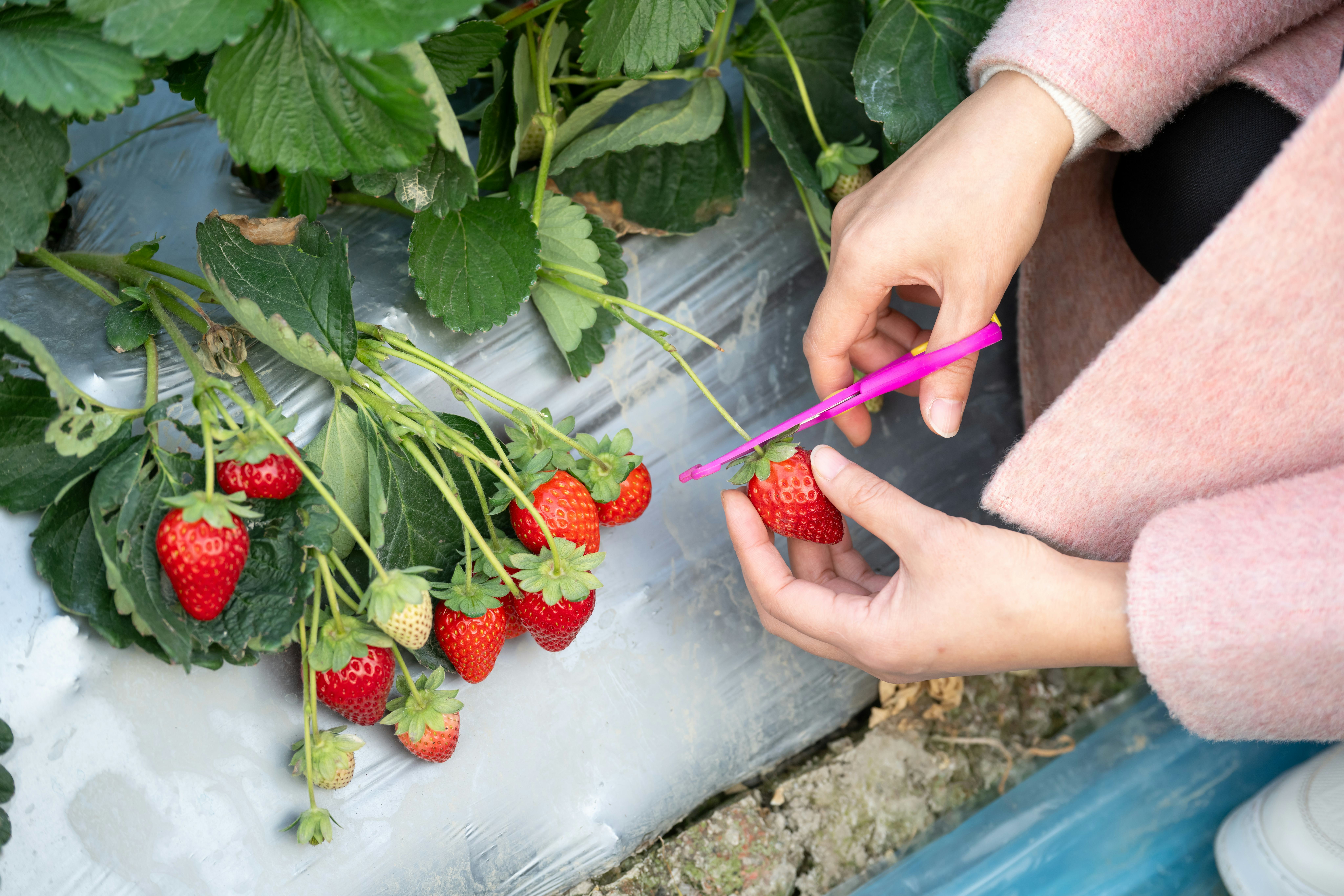 How to manifest during the full Strawberry Moon.