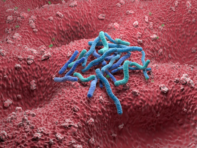 Helicobacter pylori bacteria, illustration. Helicobacter pylori is a gastrointestinal bacterium that...