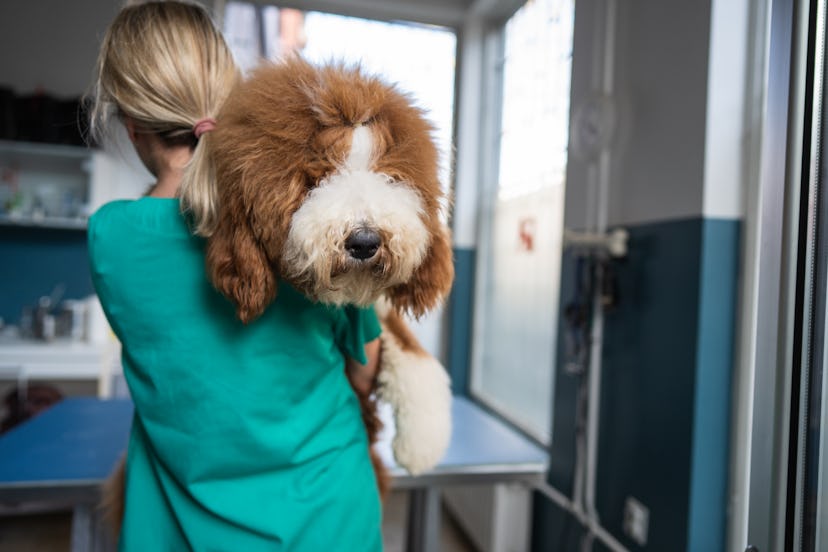 Can you solve these riddles about animals?