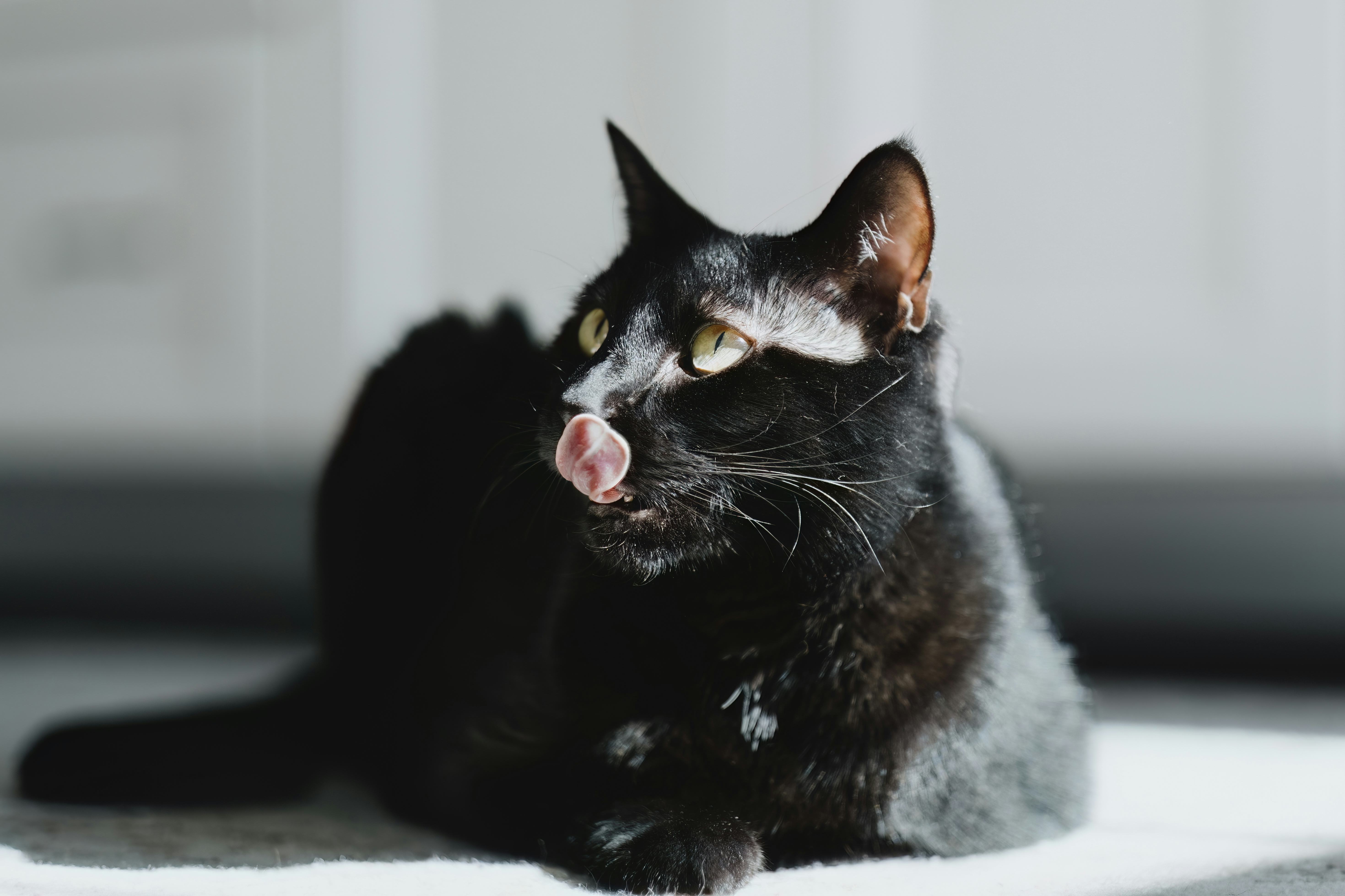 A close up of a black cat licking his nose as he lays down on the floor.