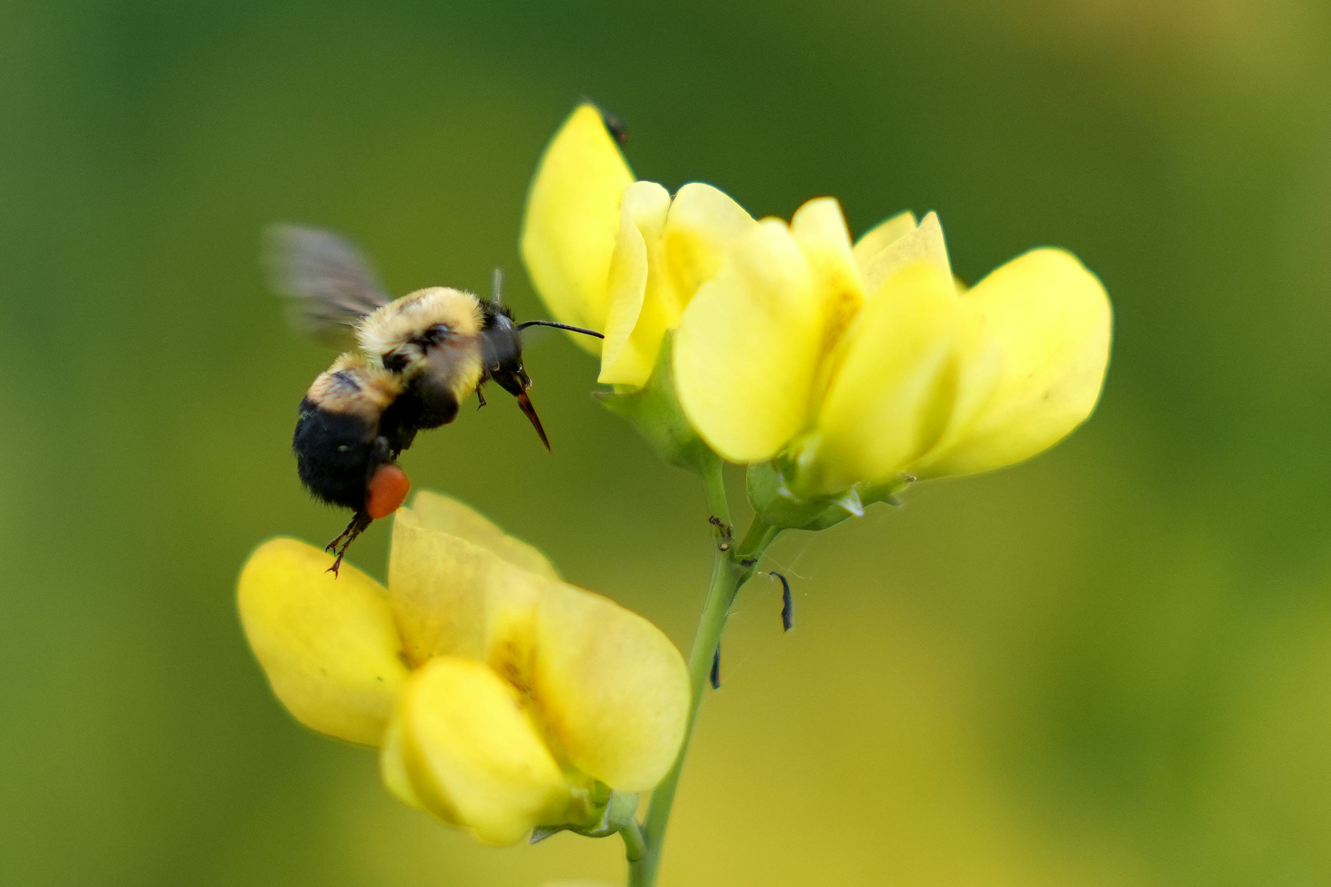 Fun fact: Bees dance to communicate.