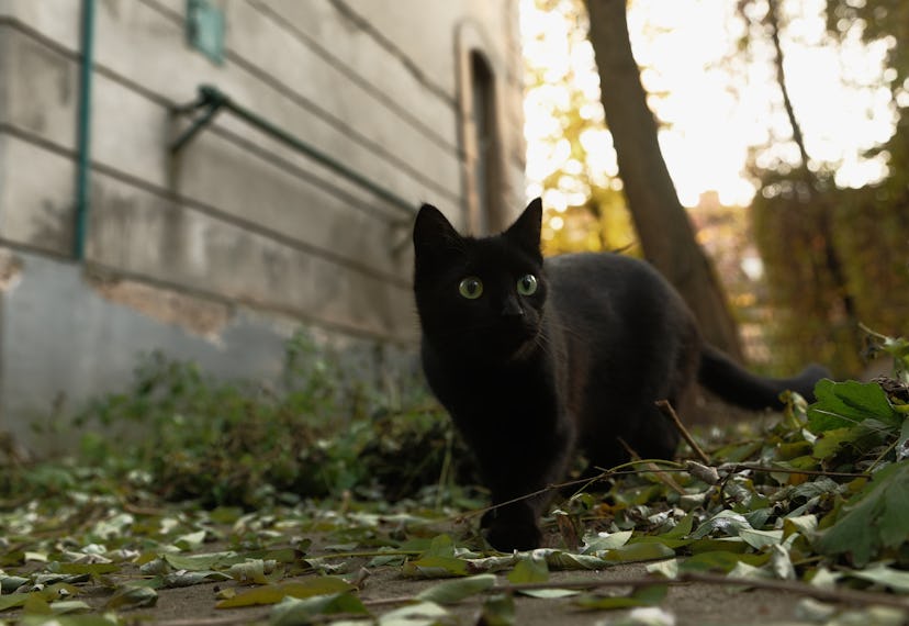 An unnamed black cat walks outside and looks to the right.