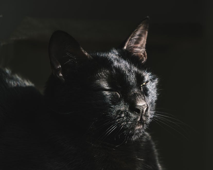 A black cat lays on the floor closing his eyes as he basks in the sunshine.