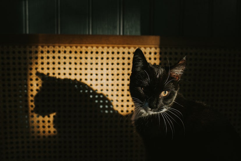 A black cat sits in front of a rattan chair in the sunlight.