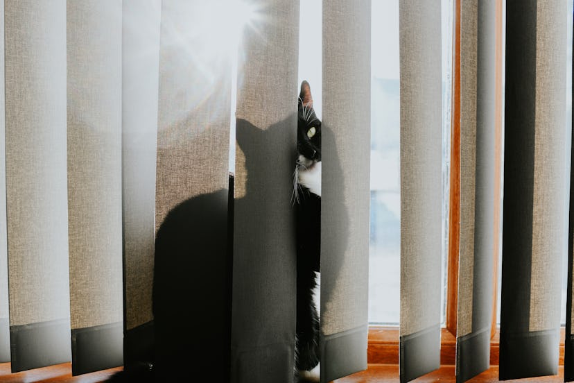 A black and white cat sits on the windowsill behind the blinds and looks at the camera.