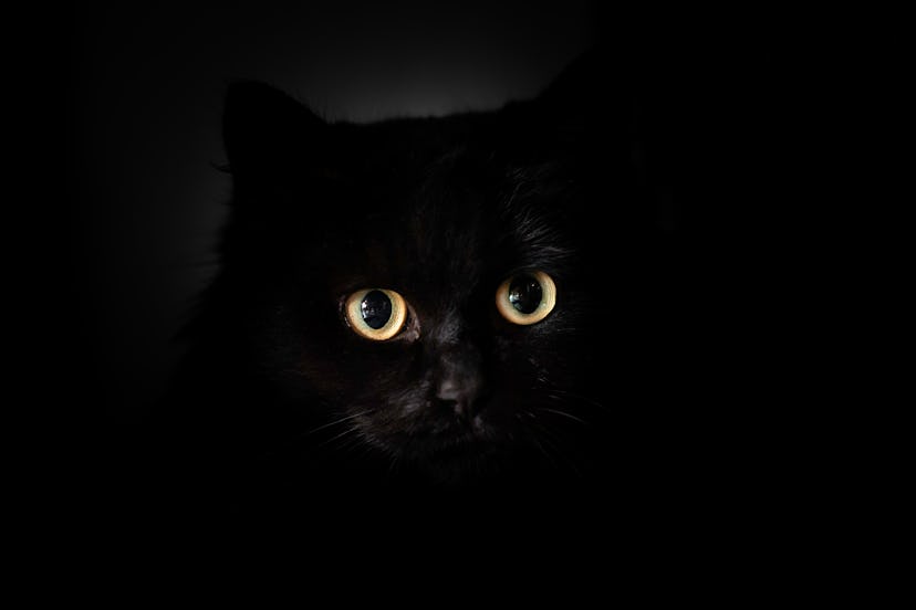 A black Maine Coon cat blends in with the dark background, highlighting his big golden eyes.