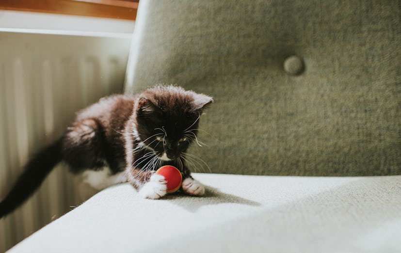 A black and white kitten plays with a red ball on a sofa chair in a patch of sunlight.