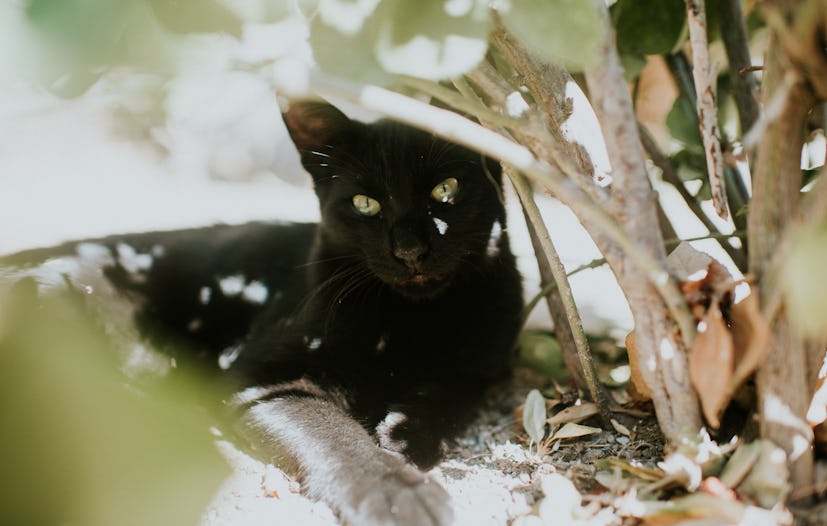 A black cat with a nature-inspired name lays in the shade of bushes and leaves outside.