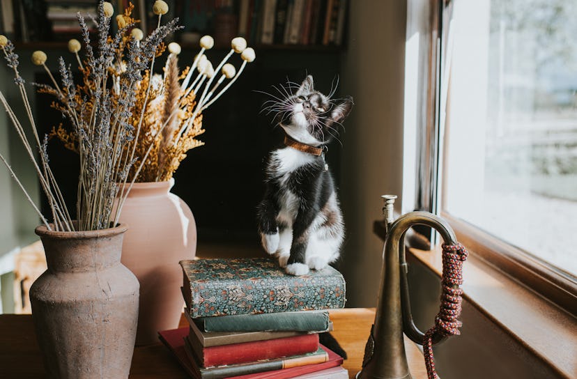A young black and white cat sits on top of a stack of books and looks at floral arrangements in vase...