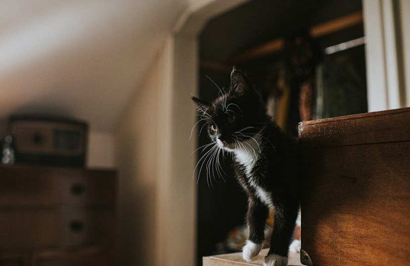 A black and white kitten stands on the top of a shelf in a bedroom.