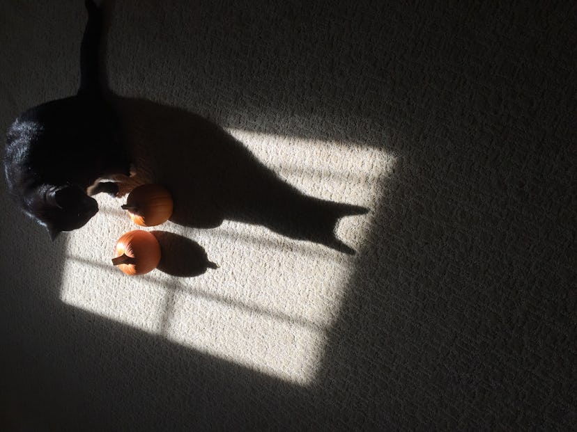 Top view of a black cat and Halloween pumpkin in the light patch coming through the window on the fl...
