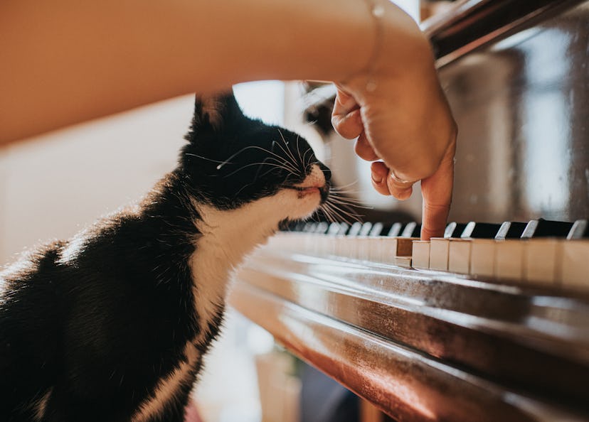 A black and white cat watches intently as a person plays a single key on the piano.