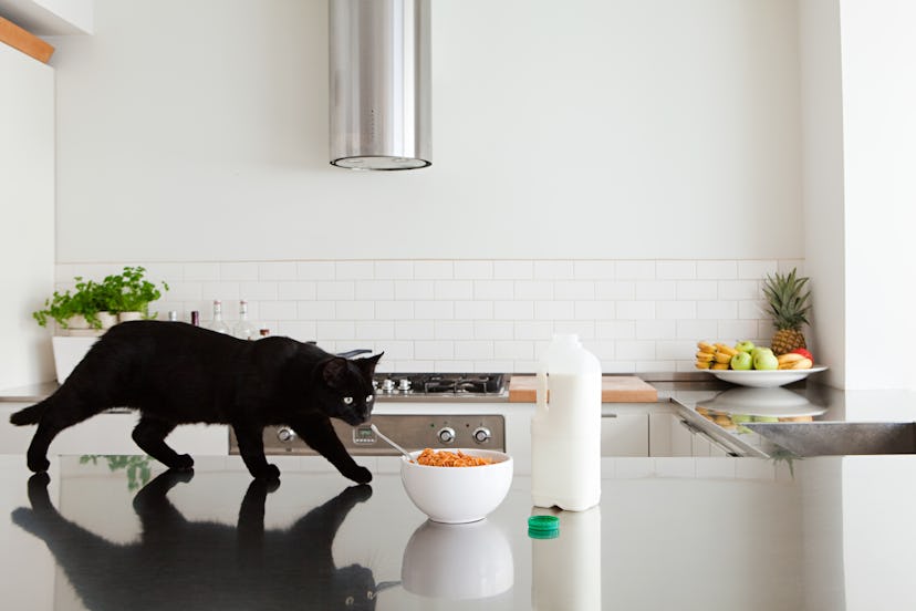 A black cat with a food-inspired name walks on the kitchen counter toward a bowl of cereal and a mil...