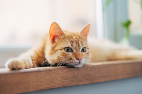 orange cat