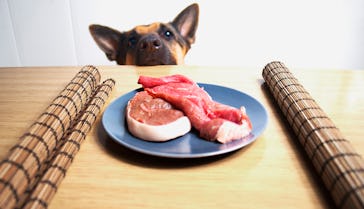 A german sheperd overseeing the defreeze process of two steaks.