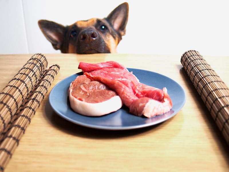 A german sheperd overseeing the defreeze process of two steaks.