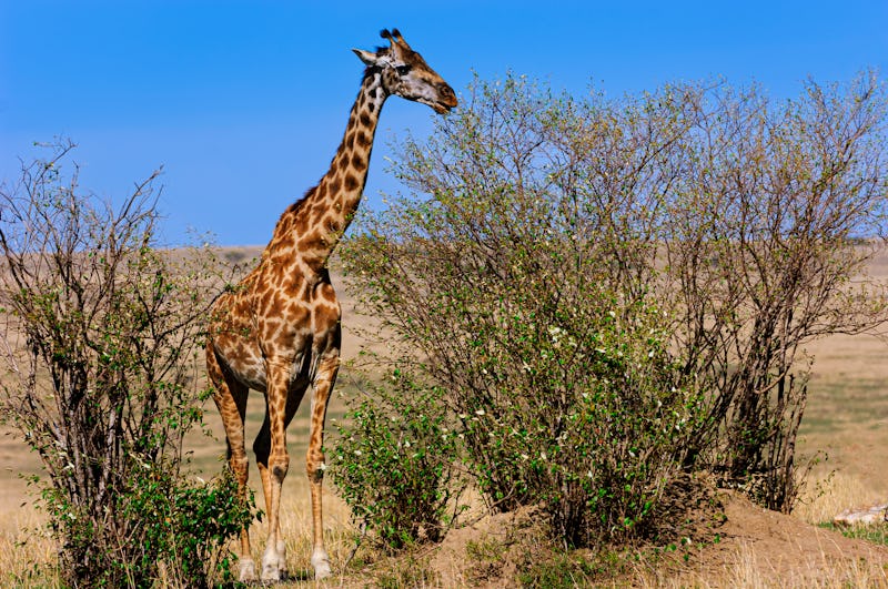 Wild masai giraffe walking on the plains of the Masai Mara.

Taken on the Masai Mara, Kenya, Africa