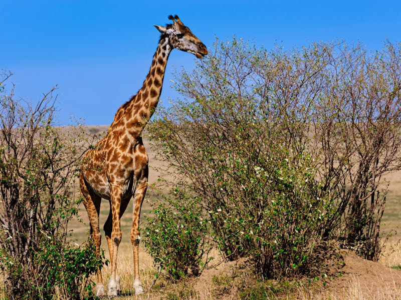 Wild masai giraffe walking on the plains of the Masai Mara.
Taken on the Masai Mara, Kenya, Africa