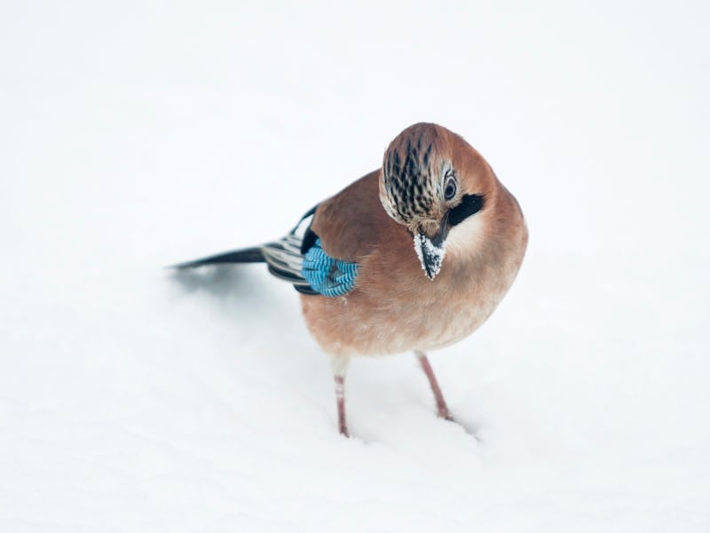Eurasian jay or Garrulus glandarius in Latin on snow PICTURE NOT INCLUDED IN THE CONTRACT (Photo by ...