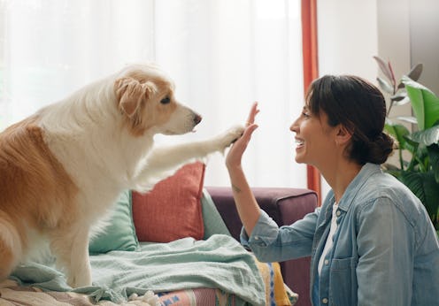Woman, dog and paw high five in home or learning trick on sofa for animal behaviour, obedience or su...