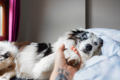 border collie breed dog with blue eyes, lying on the bed giving his paw to his owner