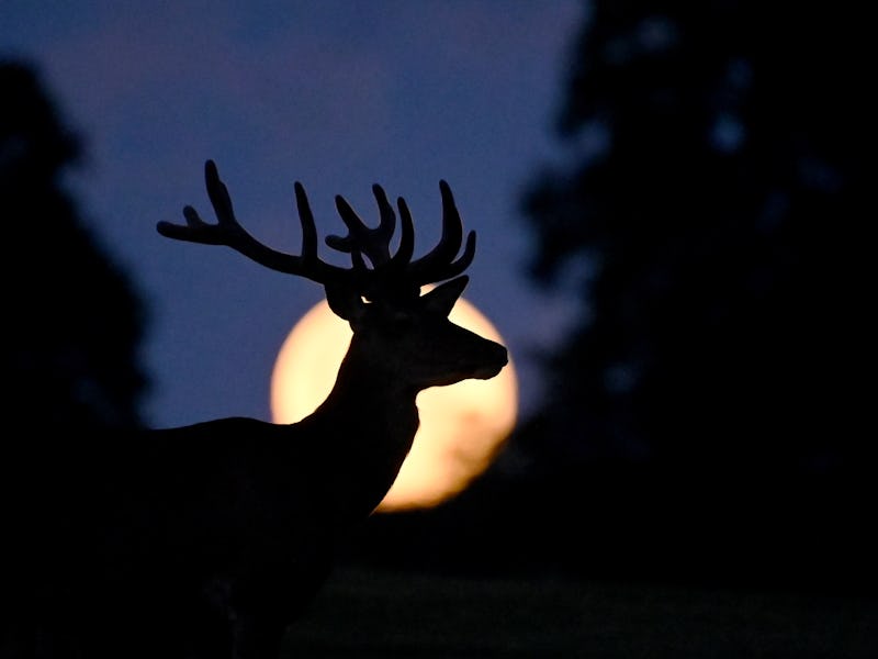 COPANHAGEN, DENMARK - JULY 14: A full super moon known as the "Buck Moon" is seen as a deer grazes o...