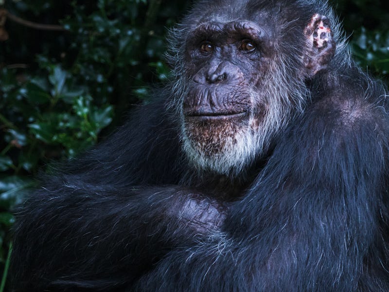 Square crop of a Western Chimpanzee folding its arms in Cheshire.