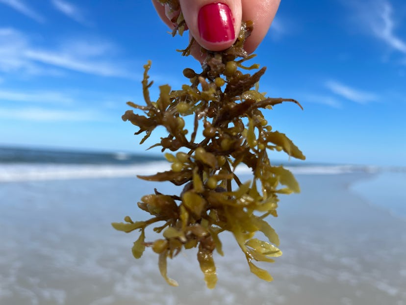 beach scene with golden Beach scene with golden yellow seaweed in the foreground.