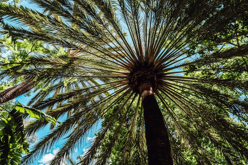variety of tropical trees Variety of Tropical trees in the jungle against blue sky. Concept of vacation and summer holiday.