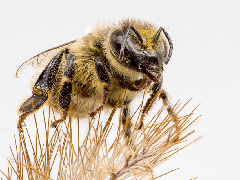 pollinator bumble bee on Pollinator bumble bee on grass seed head