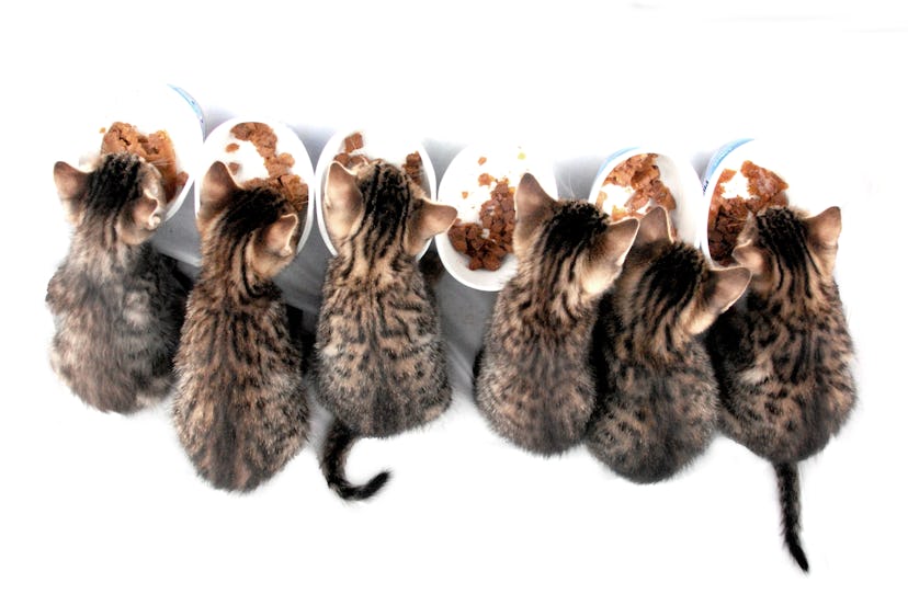7 week old bengal 7 week old Bengal purebred kittens in studio shoot with White background