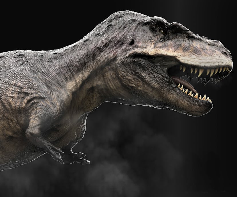 tarbosaurus dinosaur profile view Tarbosaurus dinosaur, profile view.