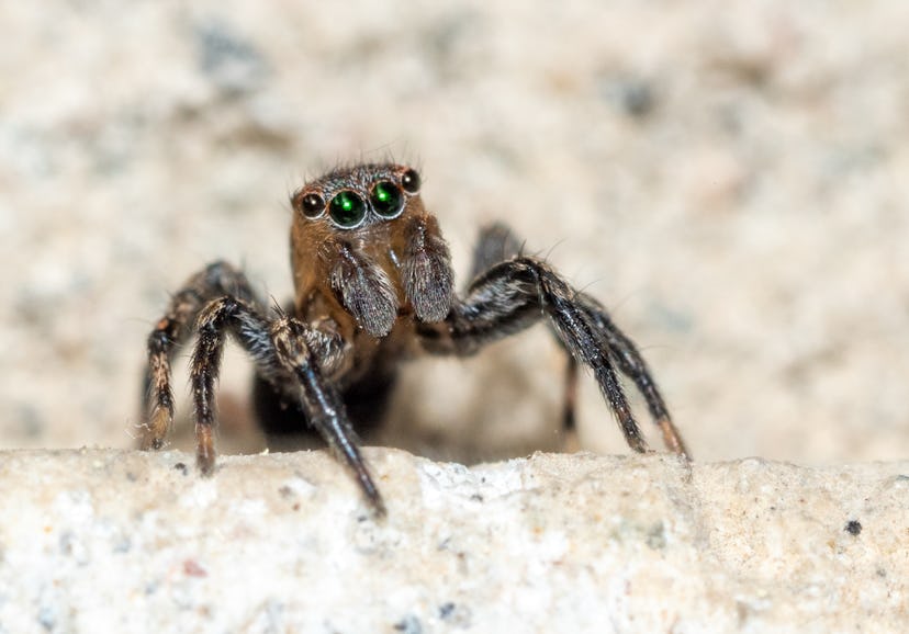 macro photo of a macro photo of a jumping spider in its natural environment