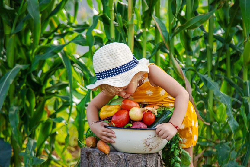 a child is harvesting A child is harvesting vegetables in the garden. selective focus. Food.