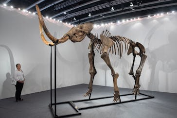 TOPSHOT - A visitor looks at the woolly mammoth skeleton, estimated at 319,000 - 447,000 USD during ...
