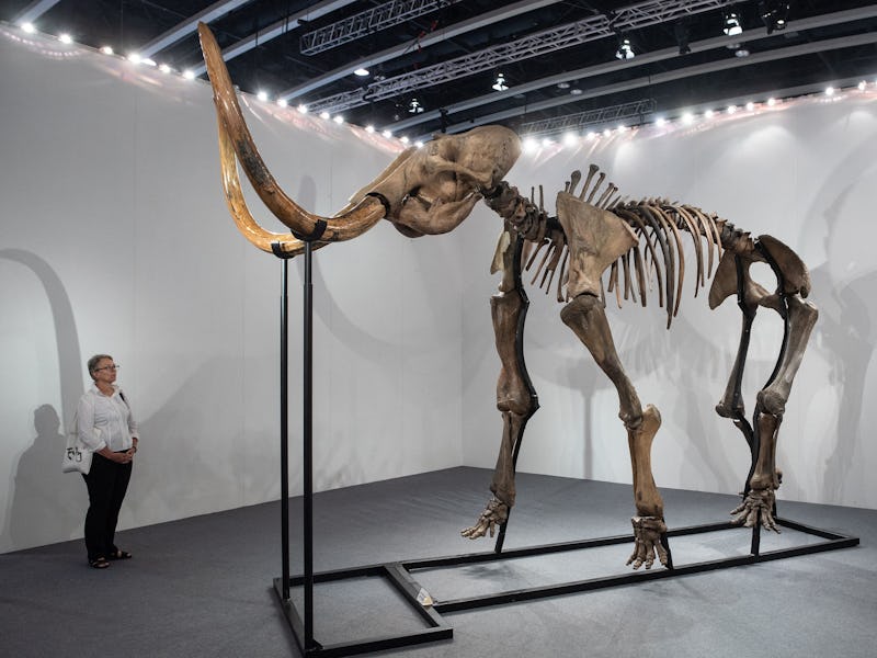 TOPSHOT - A visitor looks at the woolly mammoth skeleton, estimated at 319,000 - 447,000 USD during ...