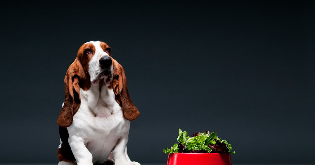 Should You Feed Your Dog Vegetables? An Animal Nutritionist Reveals the Ultimate Pet Food Hack Should You Feed Your Dog Vegetables? An Animal Nutritionist Reveals the Ultimate Pet Food Hack