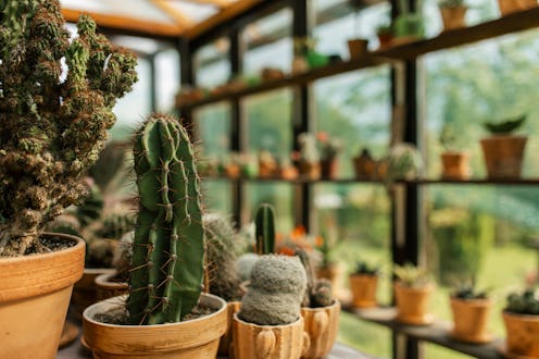 Greenhouse with cactuses and succulent plants.