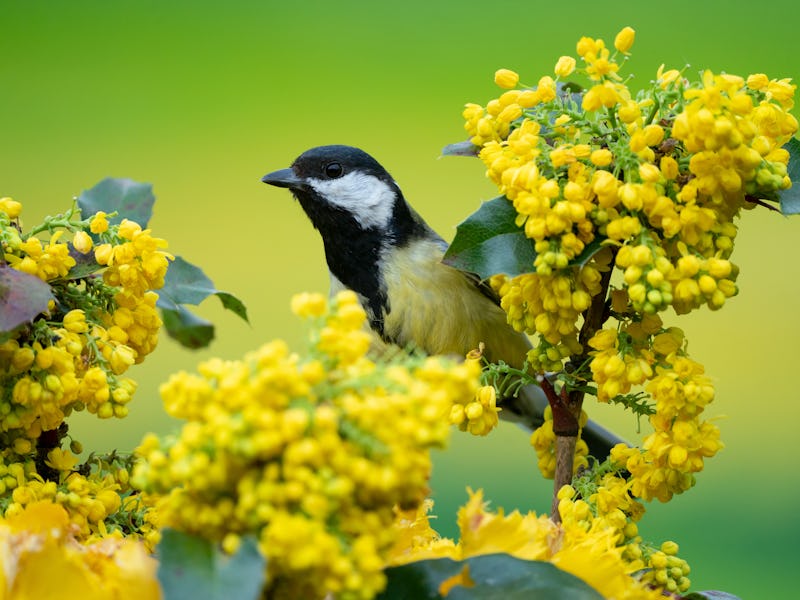 Great tit in springtime,Eifel,Germany.