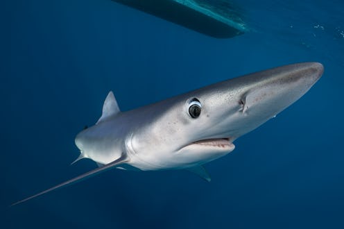A Blue Shark comes in for a closer inspection of a diver while free diving off Cabo San Lucas, Mexic...