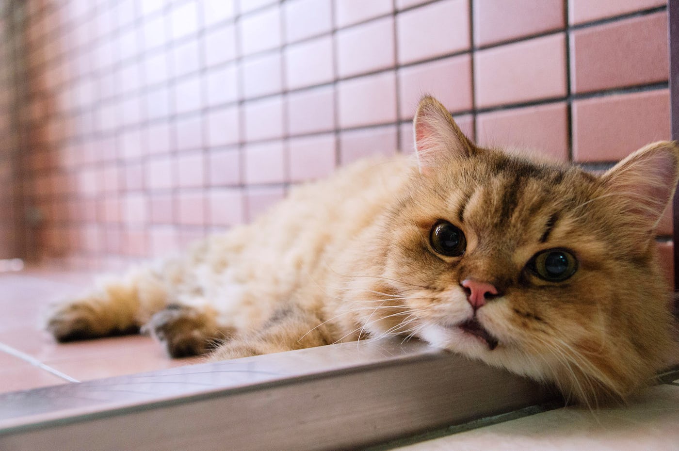 I Love My Grumpy Barn Cat & So Does My Kid