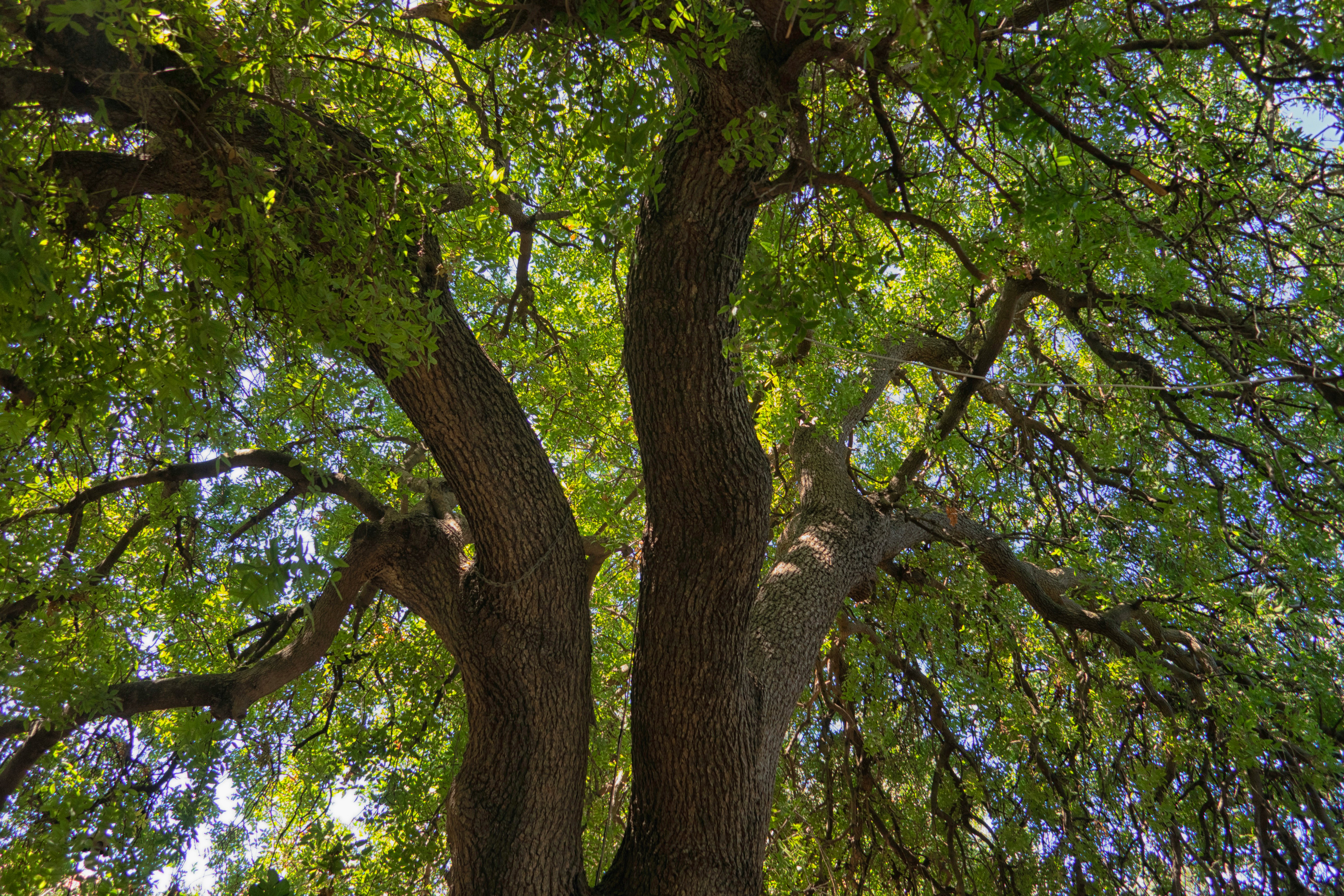 This Is What Happens To Trees When They Take In Excess CO2