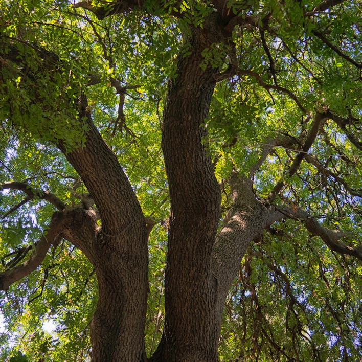 Low angle view of an old oak tree branches under the sun in summer in Aegean Turkey.