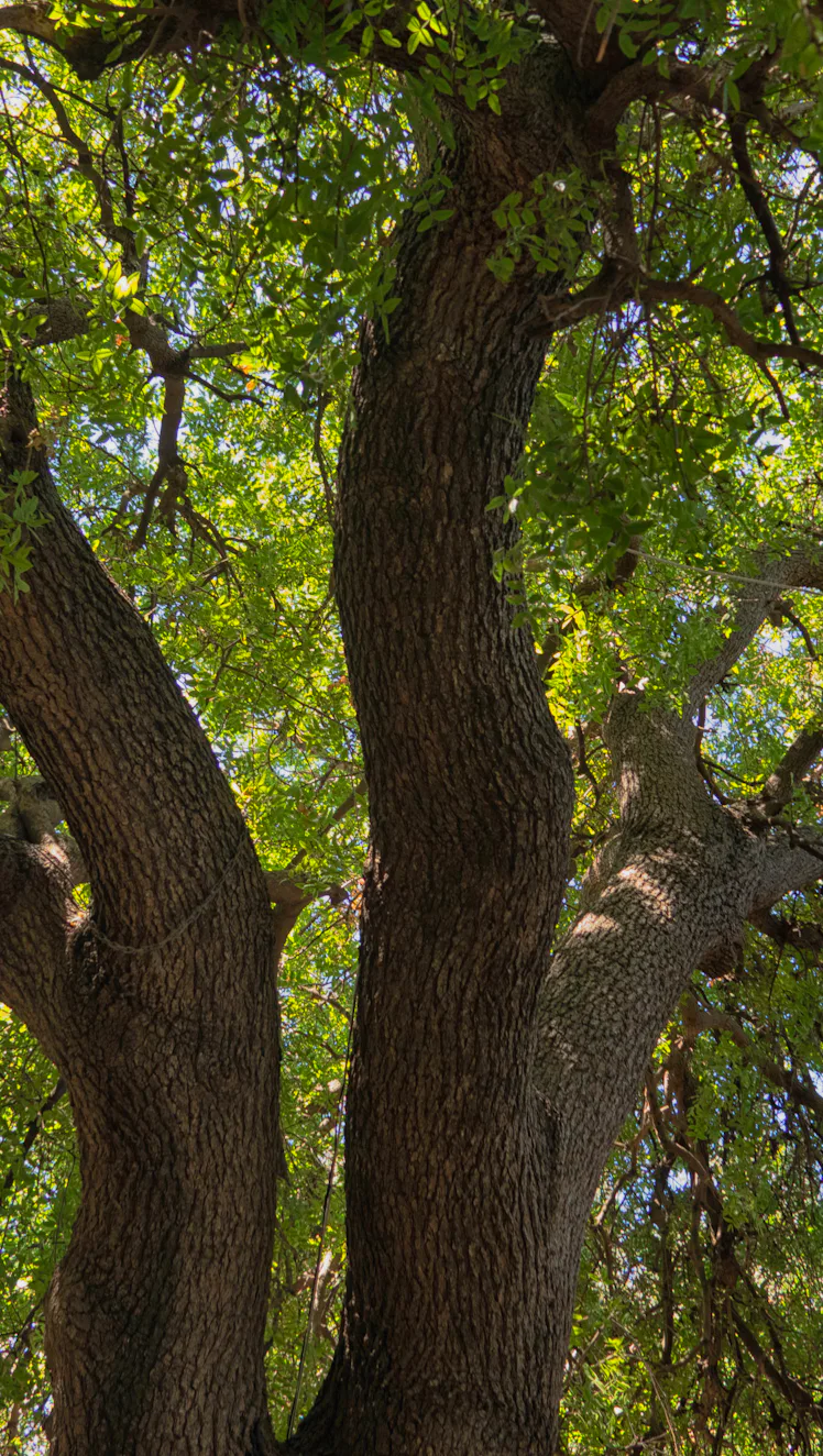 Low angle view of an old oak tree branches under the sun in summer in Aegean Turkey.